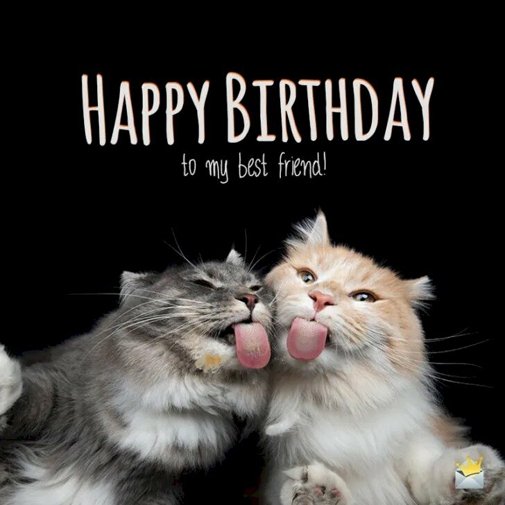 Hình hình ảnh 2 chú mèo ngộ nghĩnh gửi tiếng chúc sinh nhật chúng ta thân