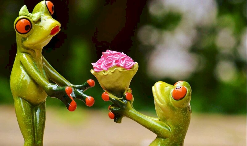 Ảnh Valentine vui nhộn cặp đôi ếch