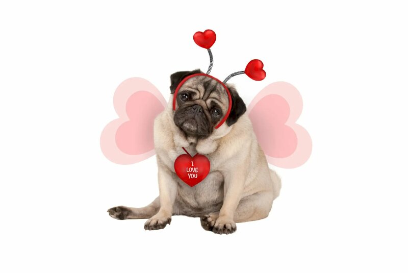 Ảnh chúc mừng Valentine với hình ảnh chú chó làm thiên thần tình yêu nhưng mặt buồn hiu