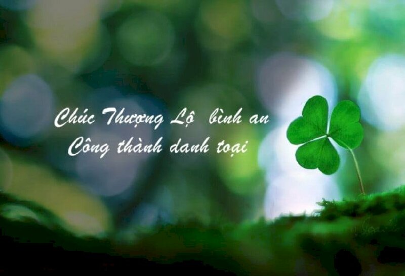 Ảnh đẹp cỏ 4 lá may mắn gửi tặng người thân yêu chúc thượng lộ bình an trên con đường đi tìm công danh sự nghiệp