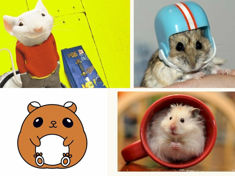 Hình ảnh chuột Hamster mũm mĩm đáng yêu dễ thương nhất