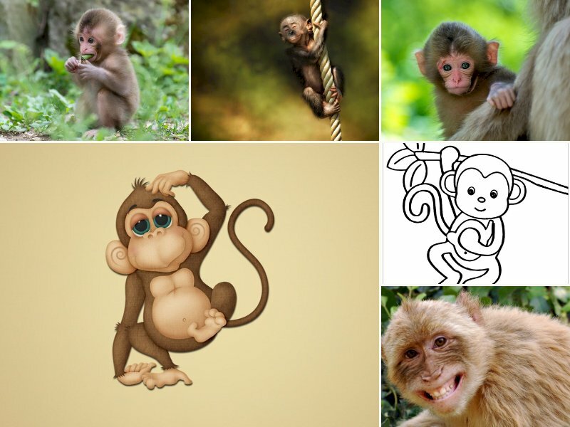 Tổng hợp 40 hình xăm con khỉ đẹp nhất ý nghĩa hình xăm con khỉ