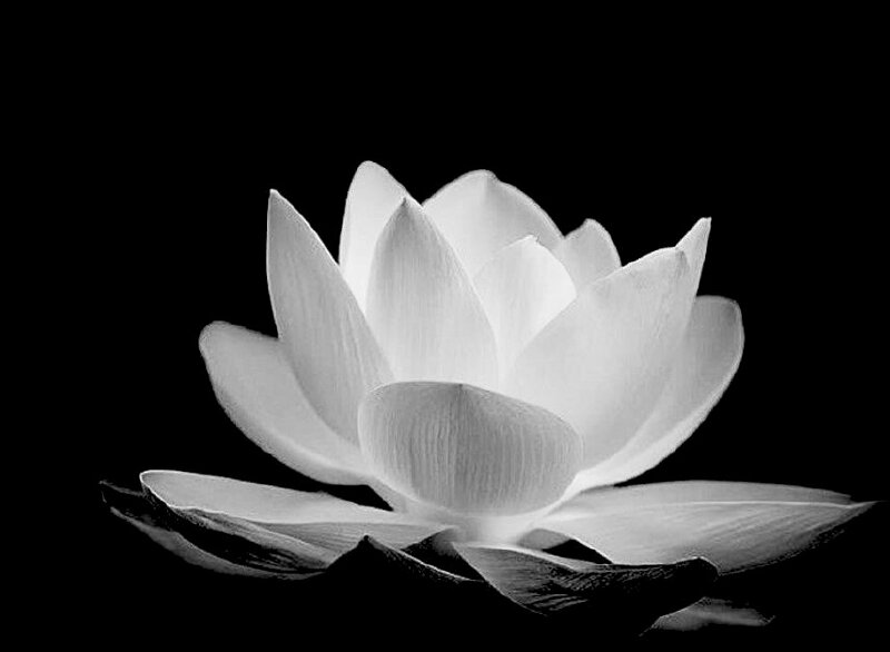 Hình hình ảnh giản dị một nhành hoa sen White bên trên nền đen sạm tương thích thực hiện hình hình ảnh thể hiện nay niềm thương tiếc
