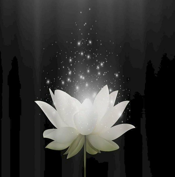 Hình hình ảnh hoa sen White tinh ranh khiết với hình hình ảnh lung linh cất cánh lên như biểu tượng cho tới niềm tiếc thương phân tách xa