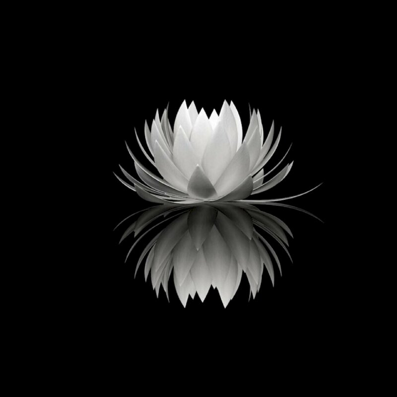 Hình hình ảnh hoa sen trắng nền đen giản dị thực hiện Avatar buồn đẹp mắt day dứt con cái tim