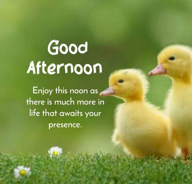 Ảnh dễ thương gửi lời chúc buổi trưa ý nghĩa đến mọi người