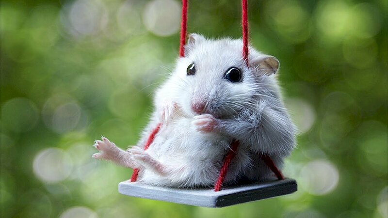 Ảnh con chuột hamster ngồi ghế chao, khuôn mặt mày kiêng dè hãi xứng đáng yêu