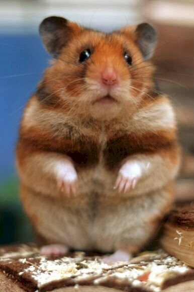 Ảnh chuột hamster béo ú đang đứng với vẻ mặt vô tội, không biết gì hết