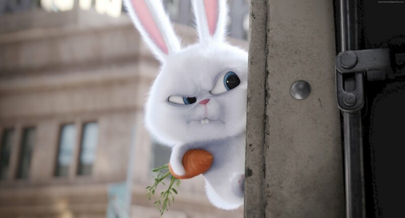 Hình ảnh con Thỏ đẹp, siêu cute, dễ thương