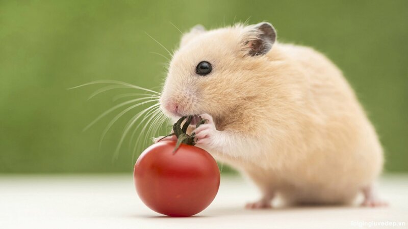Hình ảnh chuột hamster với bộ lông trắng mượt và quả cà chua màu đỏ