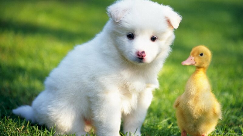 Hình nền dễ thương với hình ảnh cute vịt và chó làm bạn trên bãi cỏ