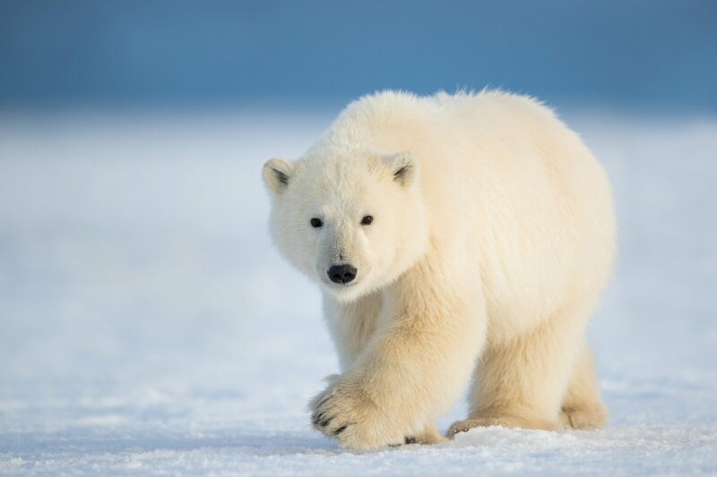 61 ý tưởng hay nhất về Gấu bắc cực  gấu bắc cực gấu dễ thương