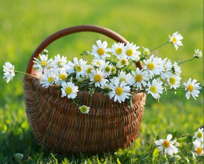 Ảnh giỏ hoa cúc trắng trên đồng cỏ xanh làm hình nền đẹp nhẹ nhàng