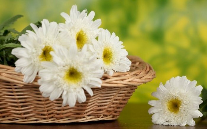 Ảnh chiếc giỏ mây và những bông hoa cúc trắng xếp nhẹ nhàng trong giỏ làm hình nền máy tính dễ thương