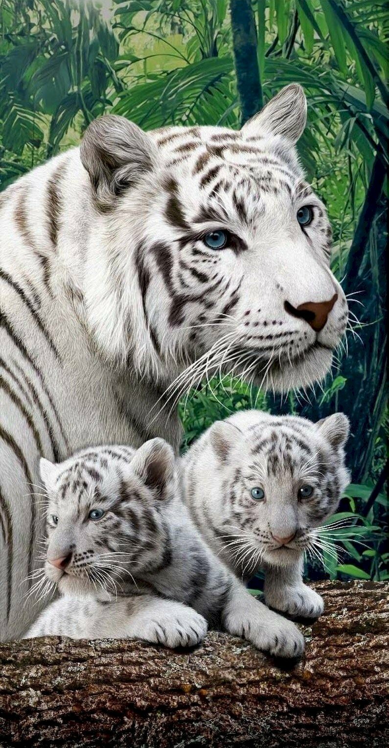 Hổ hổ trắng Hổ trắng Mạng di động Đồ họa Hình nền Hình ảnh - Ấn Độ động vật  png siberian hổ png tải về - Miễn phí trong suốt Con Hổ