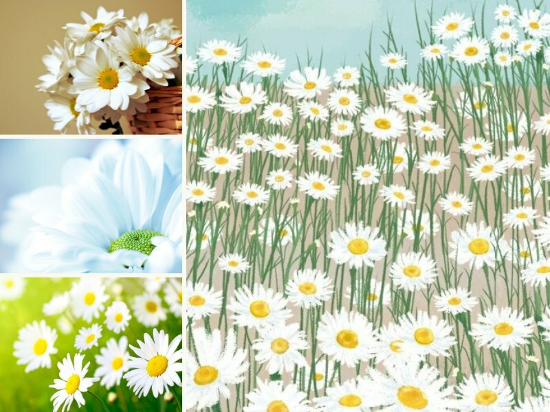 Hình nền hoa cúc trắng - InKyThuatSo