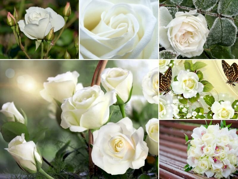 101 hình nền hoa hồng trắng đẹp nhất, tải miễn phí