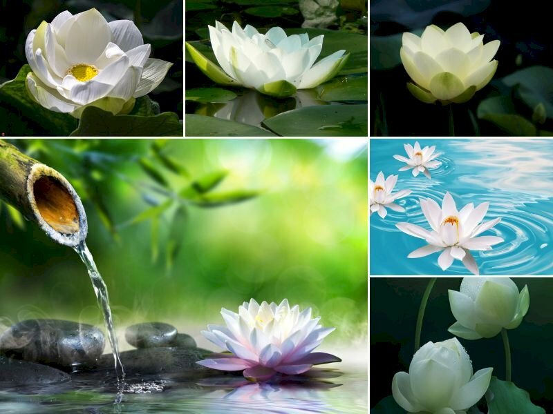Kho 1000 hình ảnh hoa sen trắng đẹp giàu ý nghĩa Phật pháp