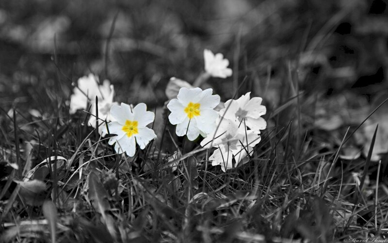 Hình nền hoa trắng đen đẹp nghệ thuật