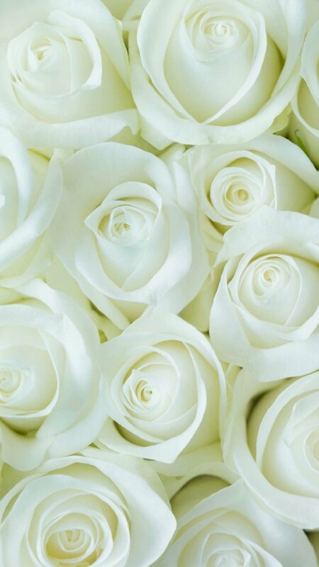 101 hình nền hoa trắng đẹp, chất lượng cao, tải miễn phí