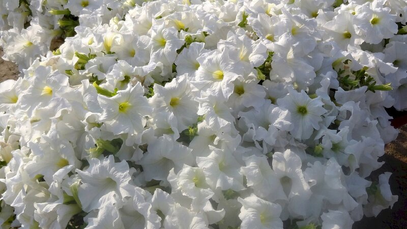 Ảnh cụm hoa trắng đẹp tinh khôi làm hình nền đẹp cho desktop, laptop