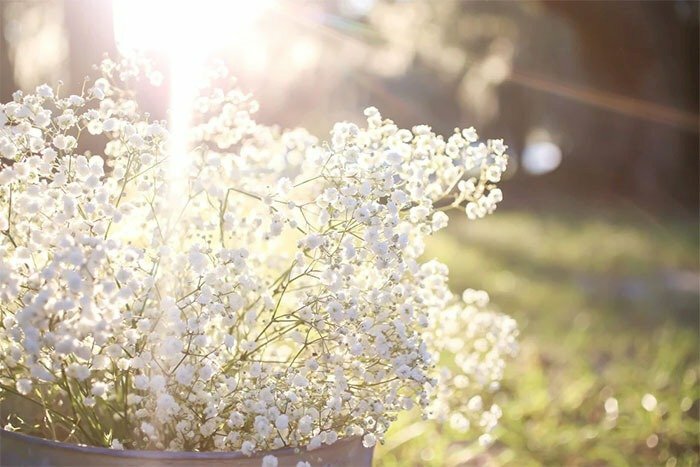 Hình nền hoa trắng nhỏ xinh, đẹp lung linh trong ánh nắng rực rỡ