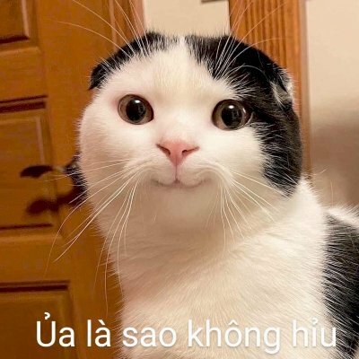Các Hình Ảnh Mèo Bựa Meme Hài Hước Buồn Cười nhất 2023