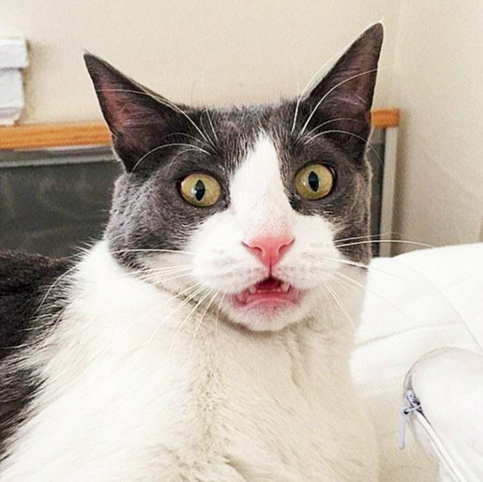 Khám phá với hơn 97 hình mèo hài hước mới nhất - Tin Học Vui