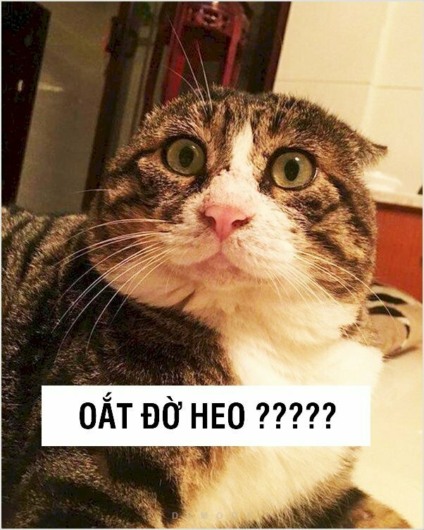 Meme mèo khó hiểu lầy lội "Oắt đờ heo?????"