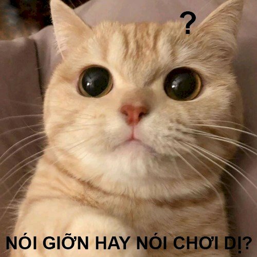 Meme mèo khó hiểu bựa lầy "Nói giỡn hay nói chơi dị?"