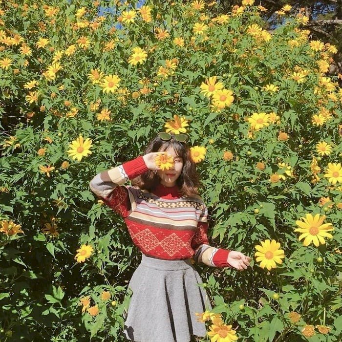 Tạo dáng nép mình vào rừng hoa dã quỳ vàng rực, dùng tay có kẹp bông hoa dã quỳ để che mặt