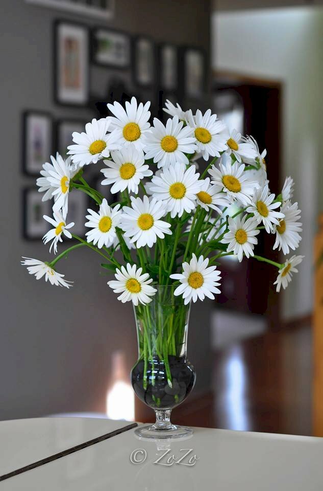 Hình ảnh lọ hoa cúc trắng trang trí rất đẹp và dễ thương