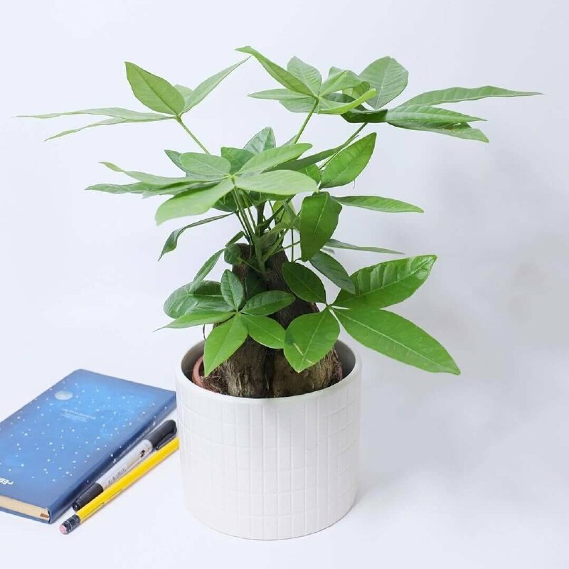 Cây kim ngân để bàn là cây trang trí phong thủy phù hợp với người mệnh Kim, mệnh Mộc