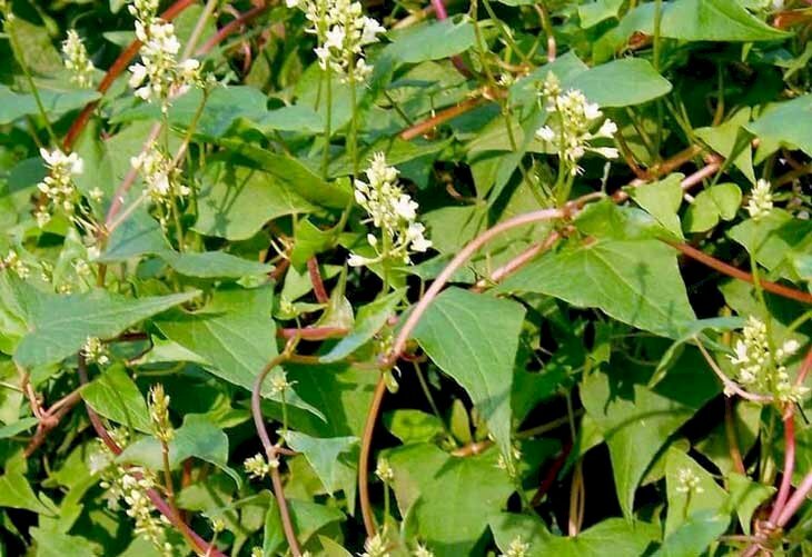 Hình ảnh hoa hà thủ ô có màu trắng muốt