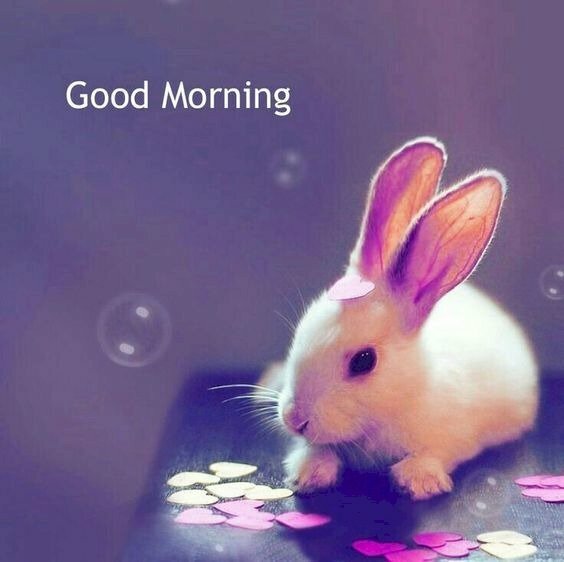 Hình ảnh ngày mới siêu dễ thương với chú thỏ tai dài