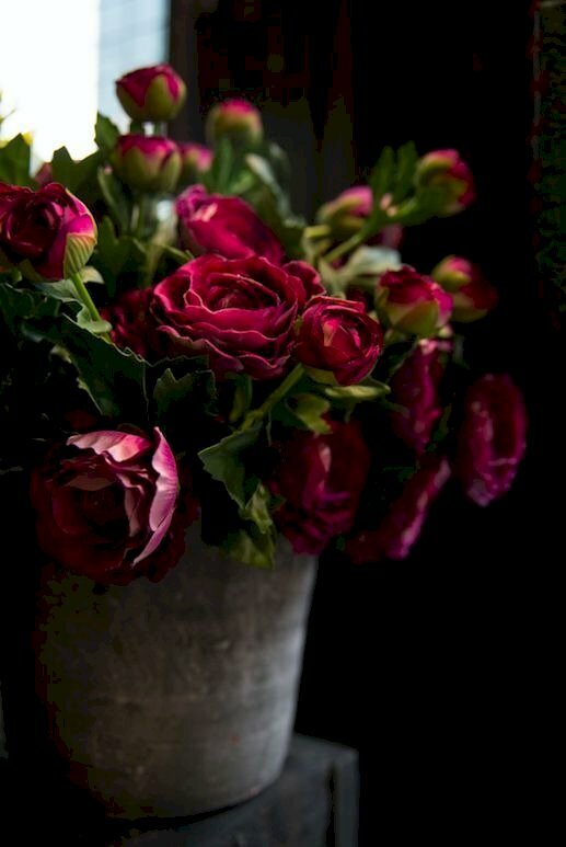 Hình ảnh bó hồng nhung trang trí trong chậu đơn giản mà đẹp