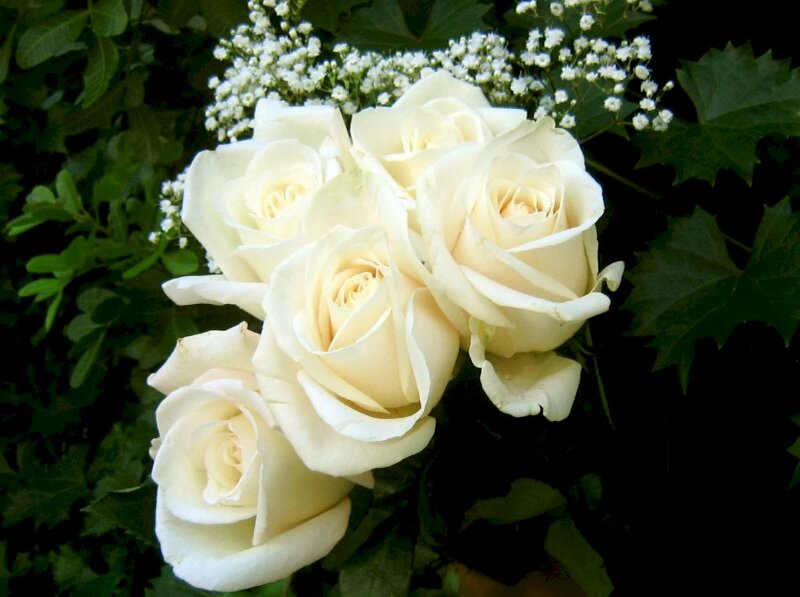 Hình ảnh bó hoa hồng trắng giữa vườn lá xanh