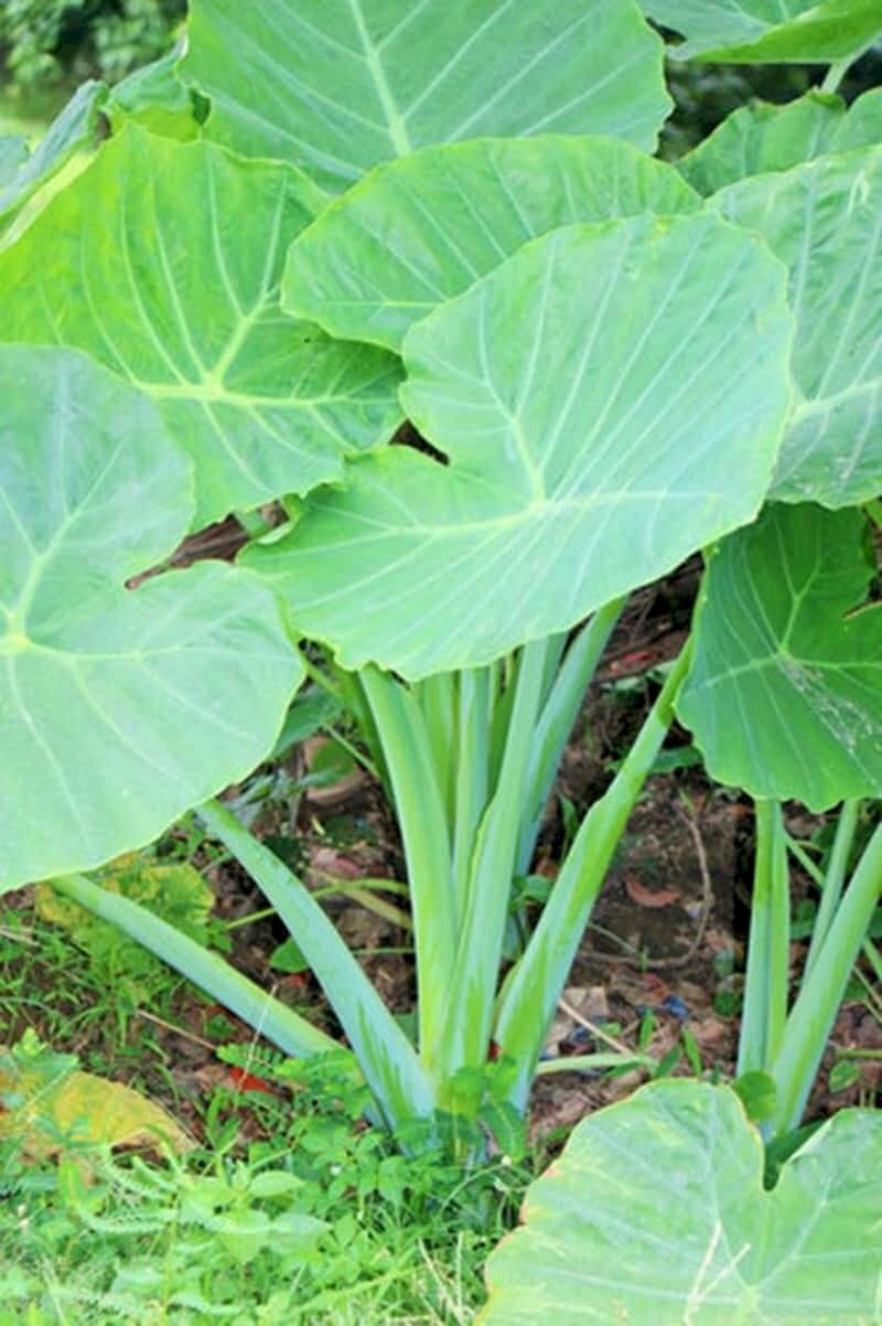 Hình ảnh cây bạc hà hay còn gọi là cây dọc mùng