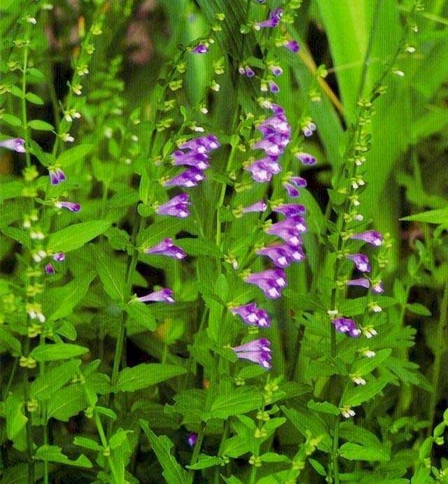 Hình ảnh cây hoa bán chi liên màu tím đẹp tựa như hoa oải hương