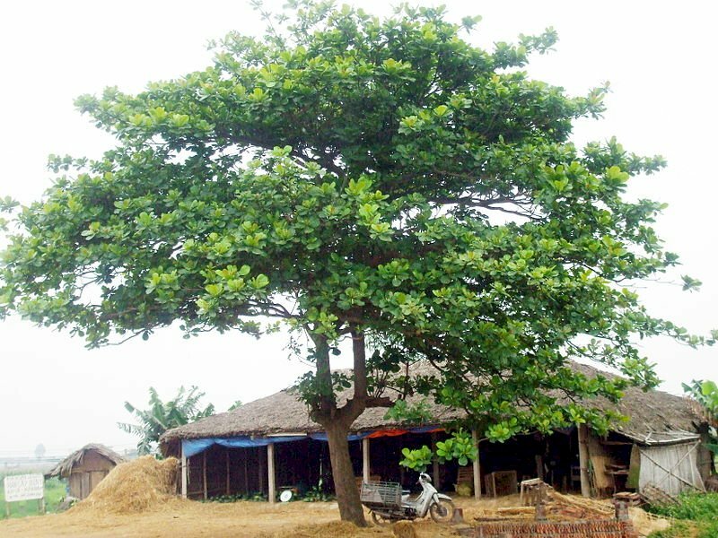 Ảnh cây bàng cổ thụ trước ngôi nhà mái lá