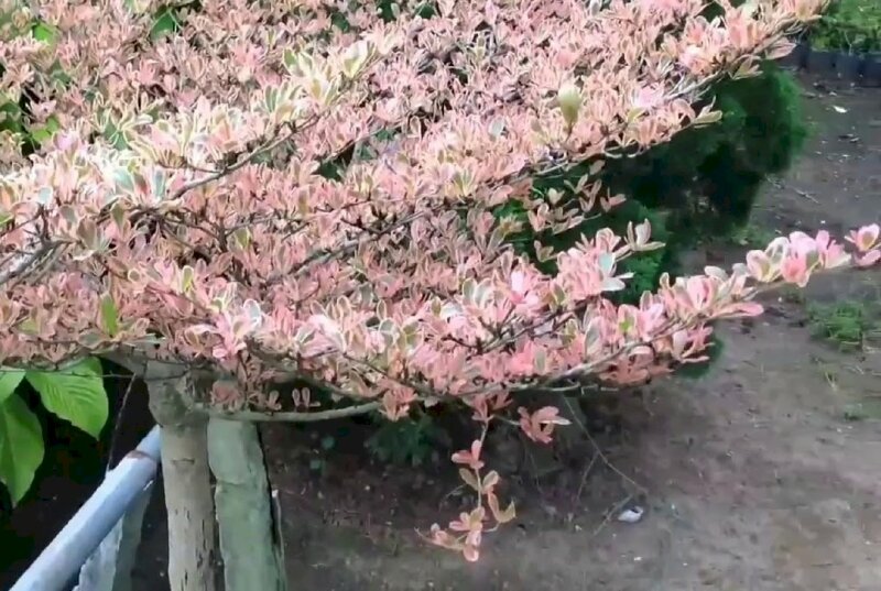 Hình lá cây bàng Nhật màu hồng tuyệt đẹp