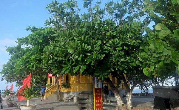 Cây bàng Đài Loan - Cây bóng mát được ưa chuộng nhất hiện nay