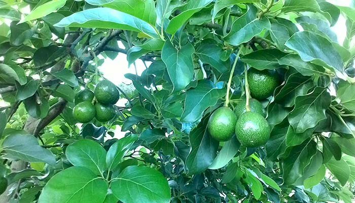 Hình ảnh cây bơ bút sau quả