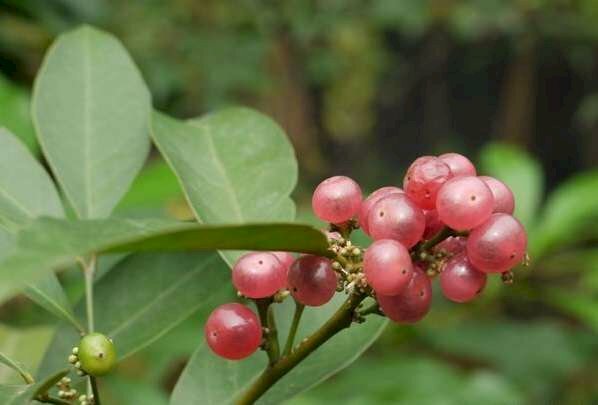 Hình ảnh nhánh quả cây bưởi bung