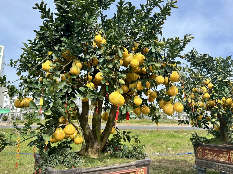 Hình ảnh cây bưởi diễn sai quả tuyệt đẹp