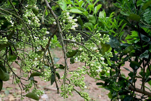 Ảnh cây bưởi ra những chùm bông đầu tiên còn xanh mơn mởn