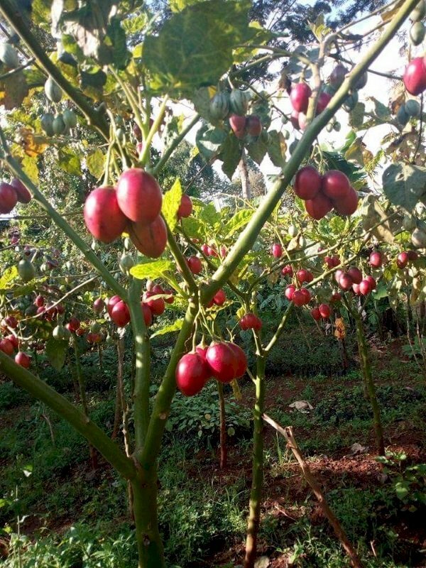 Ảnh cây cà chua thân gỗ cho quả rất độc đáo