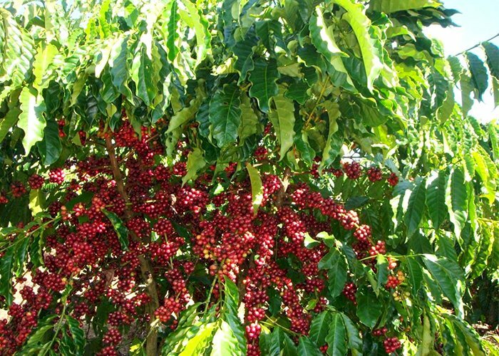 Hình ảnh cây cà phê đẹp vào mùa hạt cà phê chín đỏ