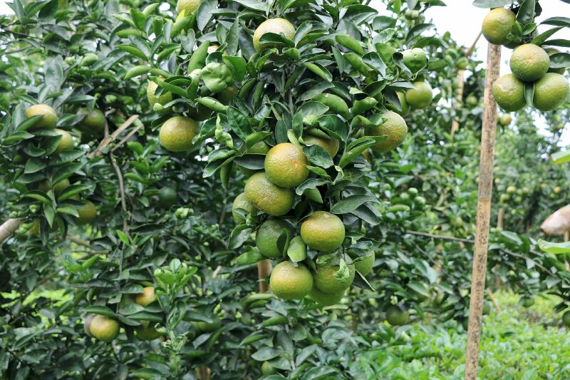 Hình ảnh cây cam canh tác bời người dân Việt Nam