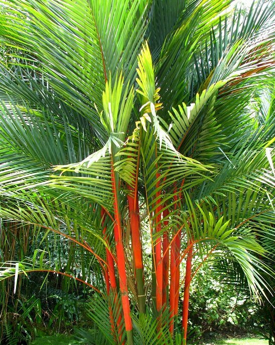 Hình ảnh cau đỏ đẹp độc đáo